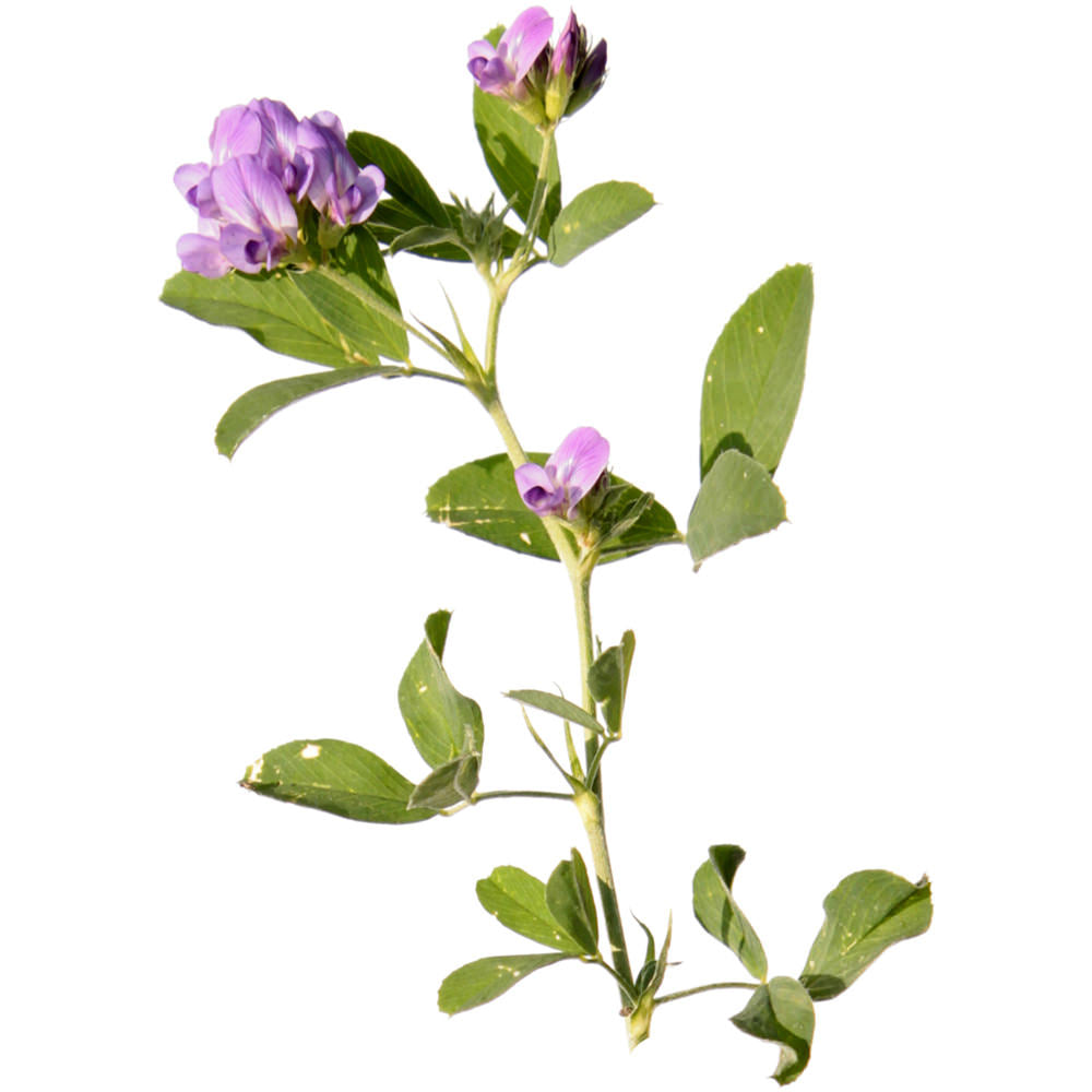 Alfalfa Juice
