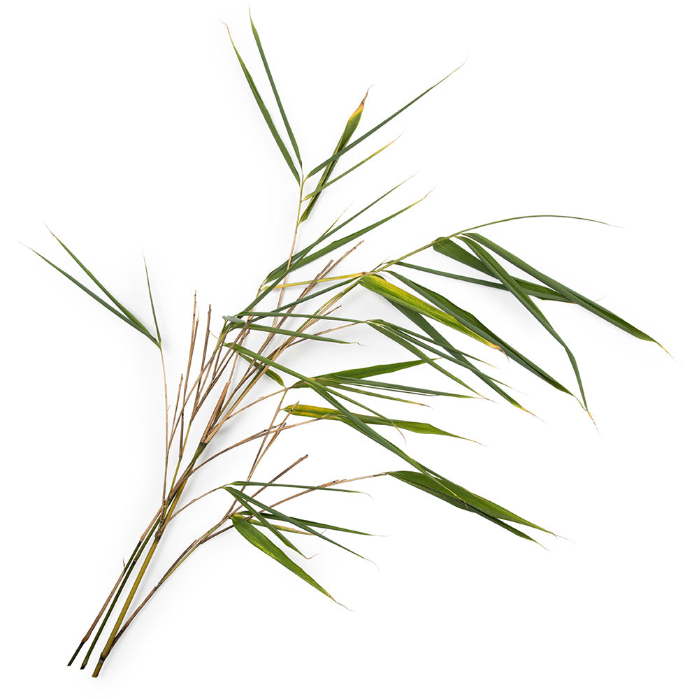 Bamboo Stem Extract