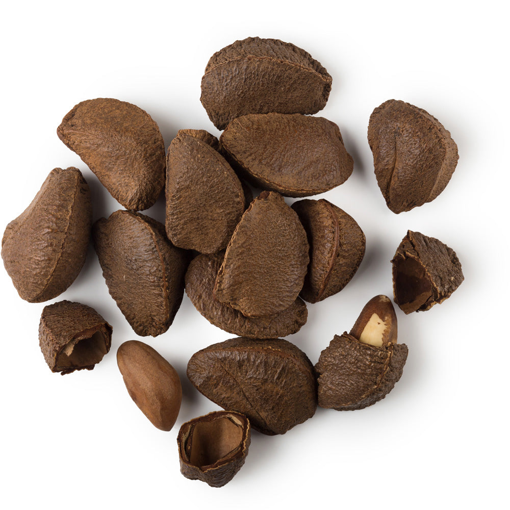 Brazil Nut Oil Brazil Nut Oil