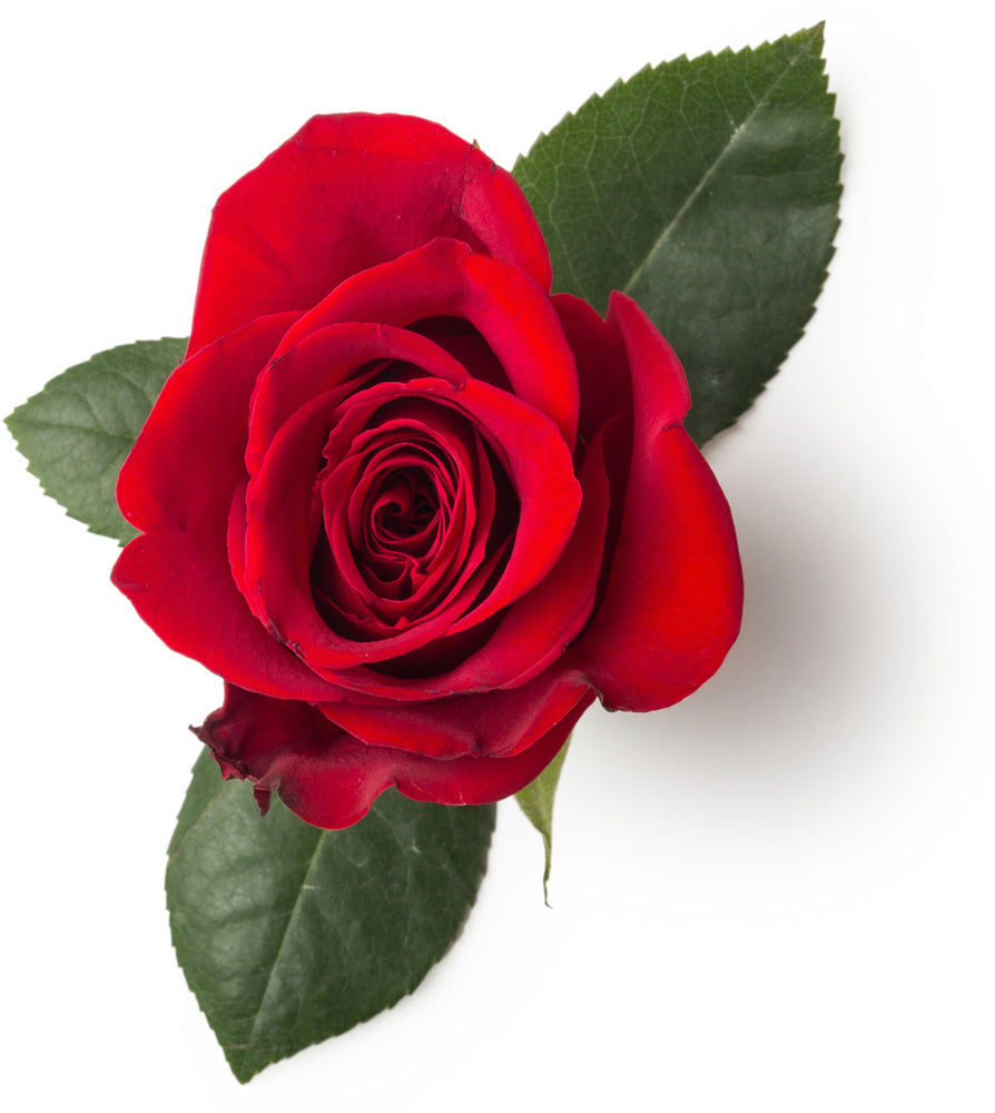 Fresh Red Rose Petals
