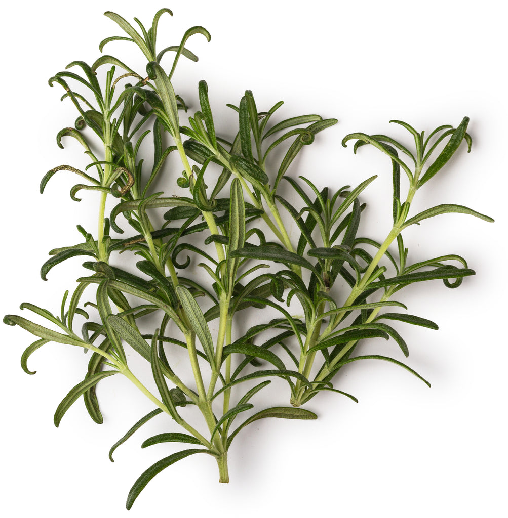 Fresh Rosemary Extract