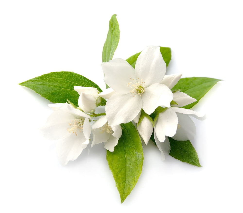 Jasmine Flower Infusion