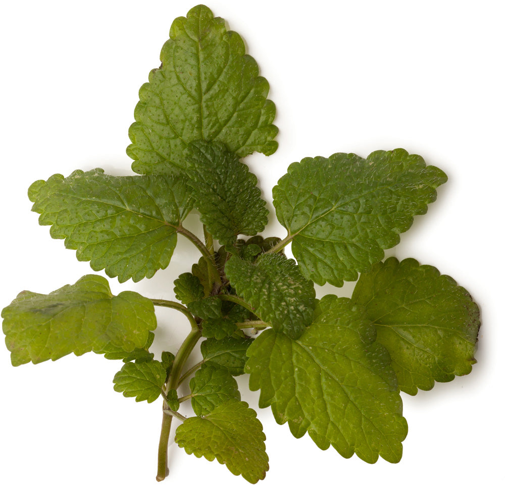 Lemon Balm Infusion
