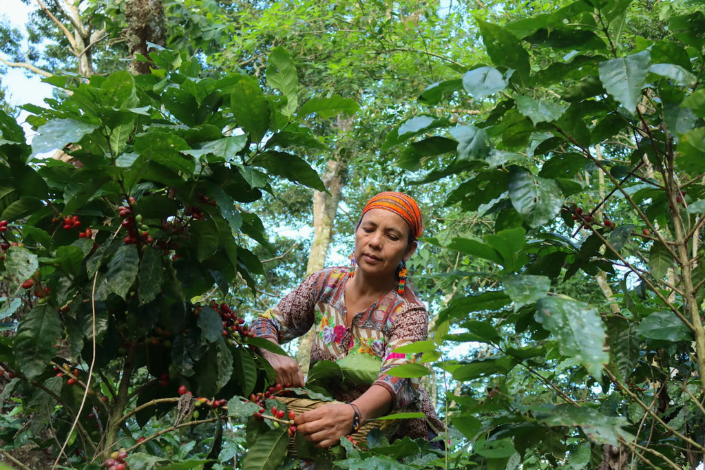 Lush Spring Prize 2025 opens for applications