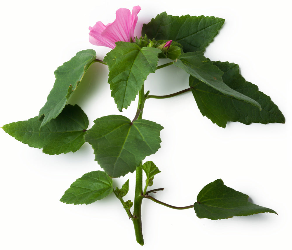 Marshmallow Root Mucilage
