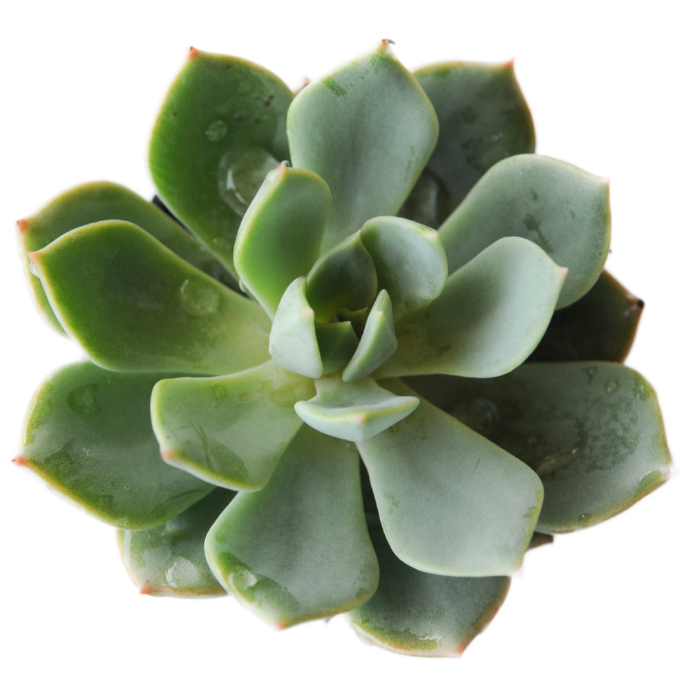 Organic Agave Syrup