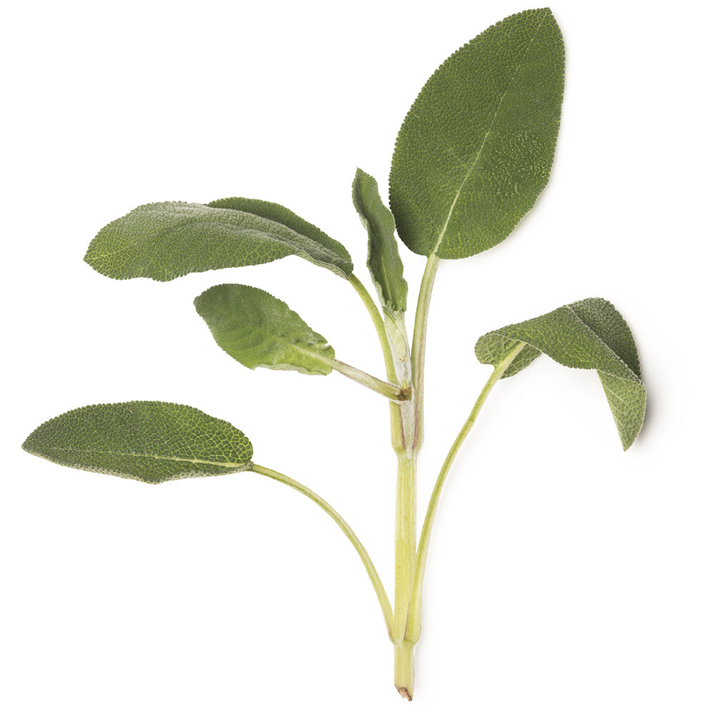 Sage Oil