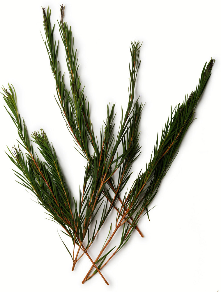 Tea Tree Infusion