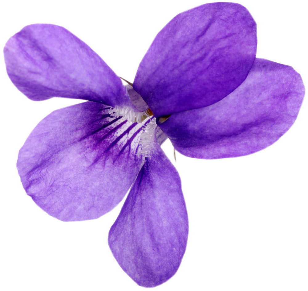 Violet Leaf Absolute
