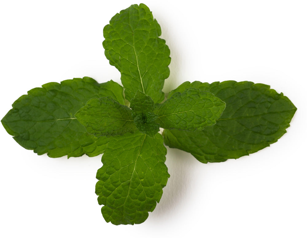 Wild Mint Oil