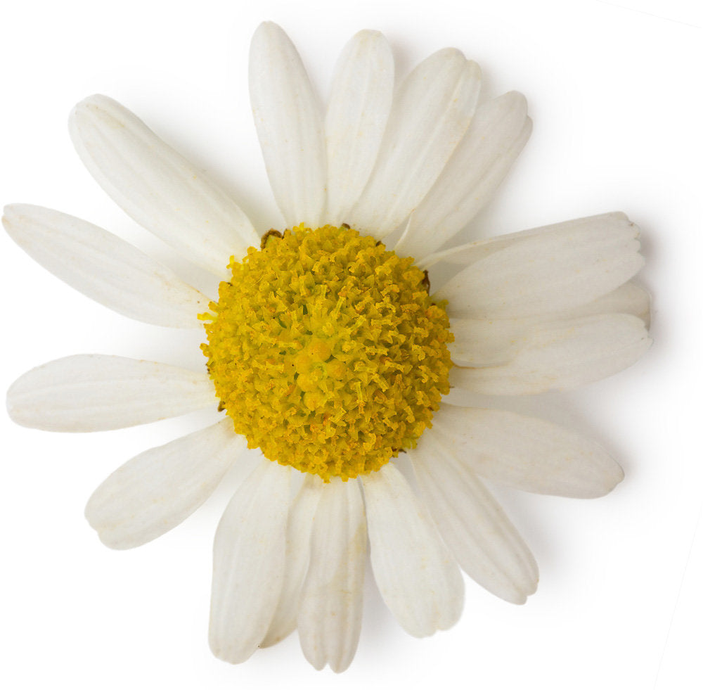 Chamomile Blue Oil Chamomile Blue Oil