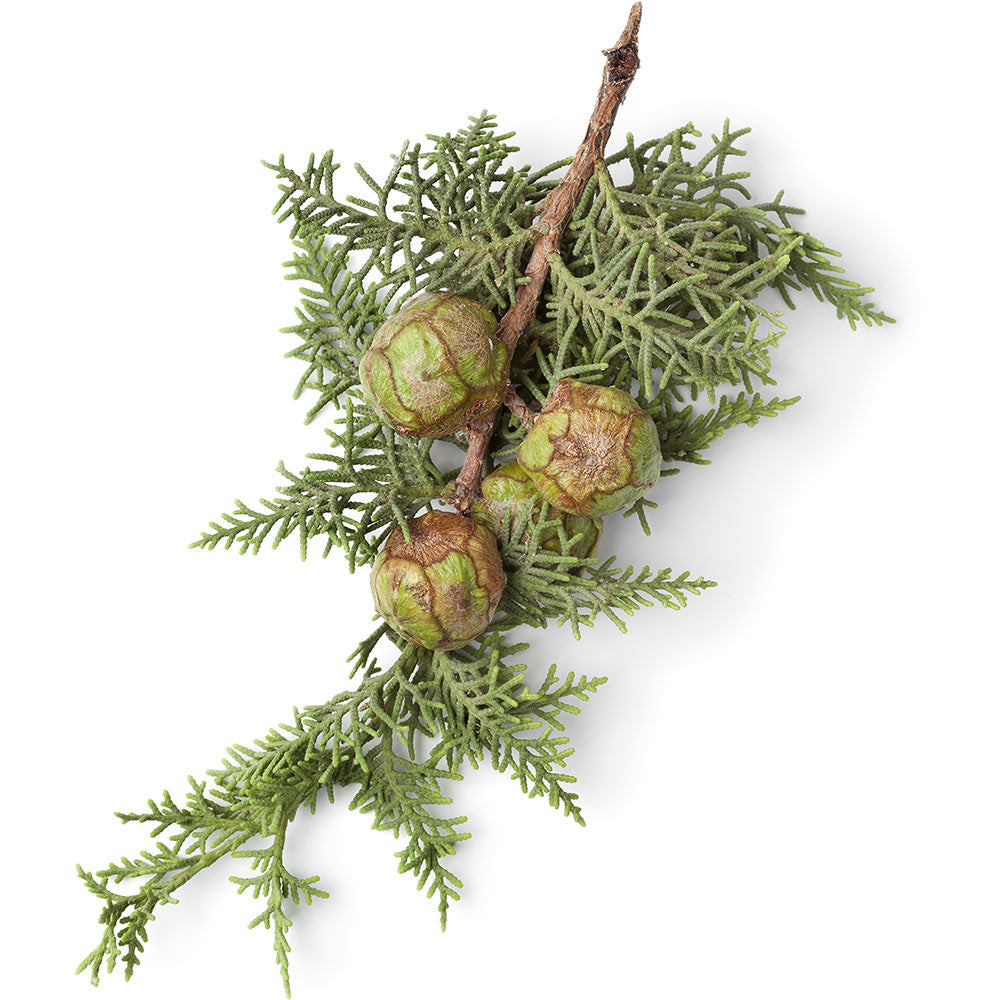 Cypress Oil Cypress Oil