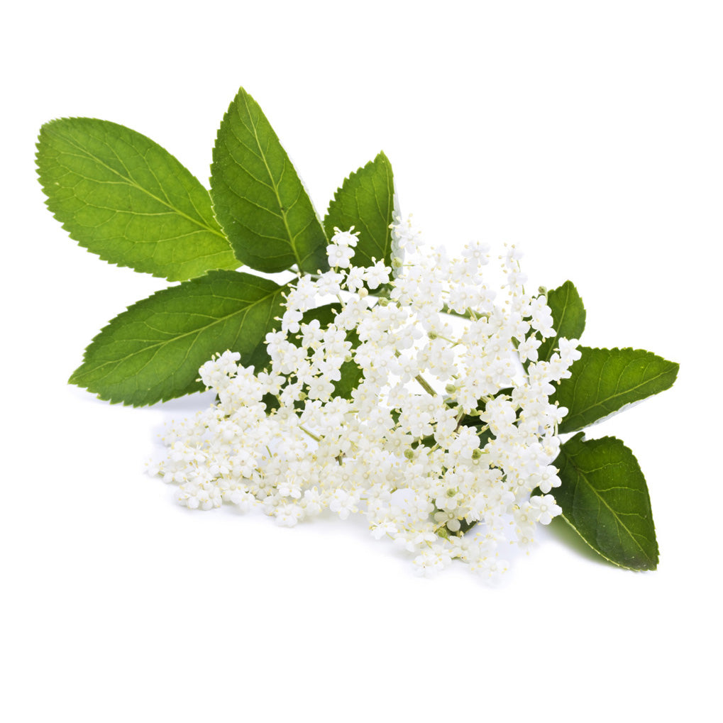 Elderflower Extract Elderflower Extract