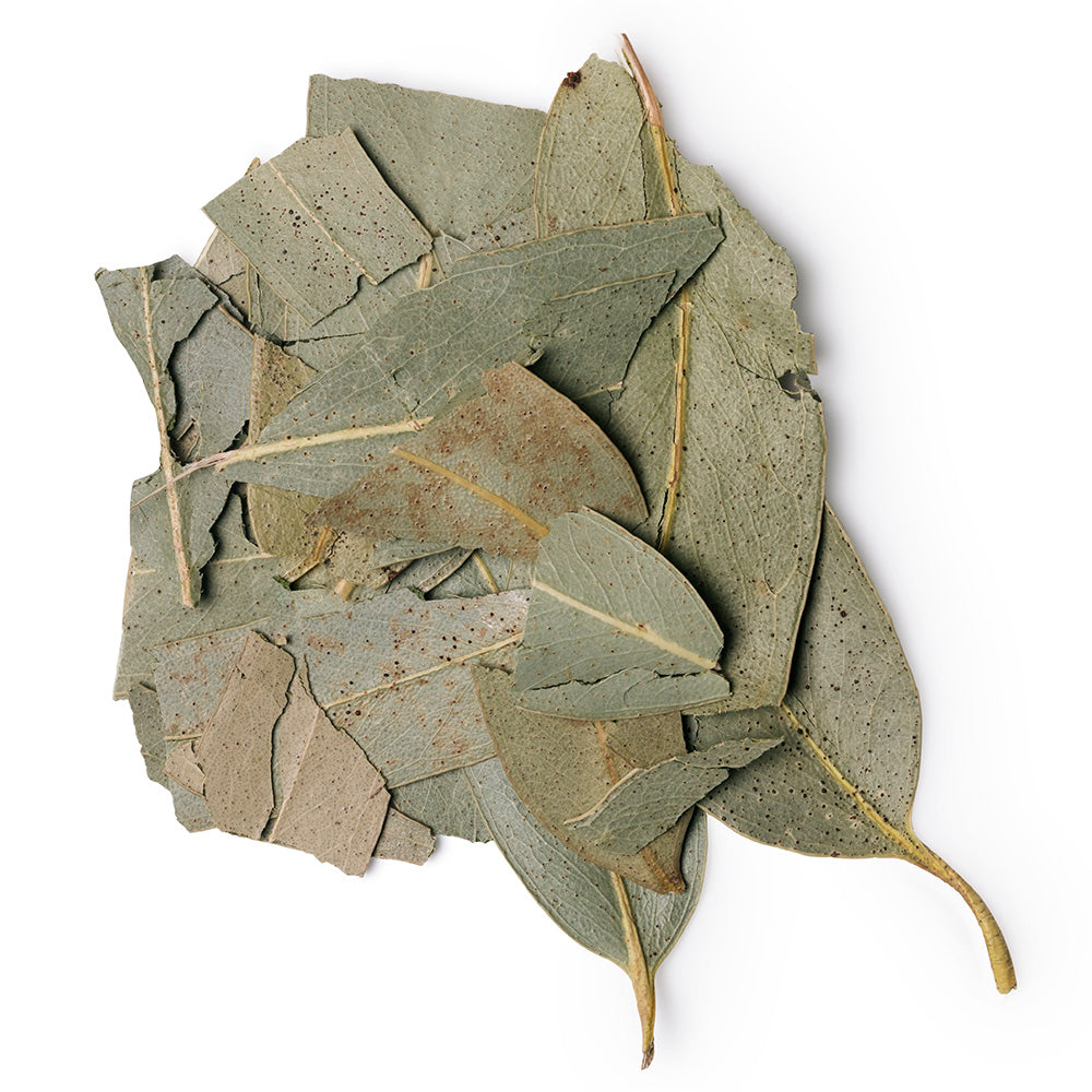 Eucalyptus Infusion Eucalyptus Infusion