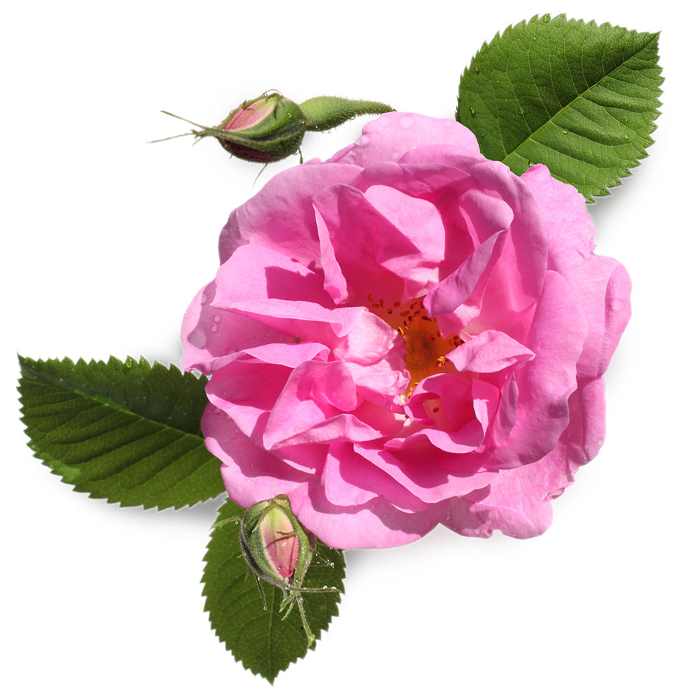 Fresh Rose Petal Infusion Fresh Rose Petal Infusion