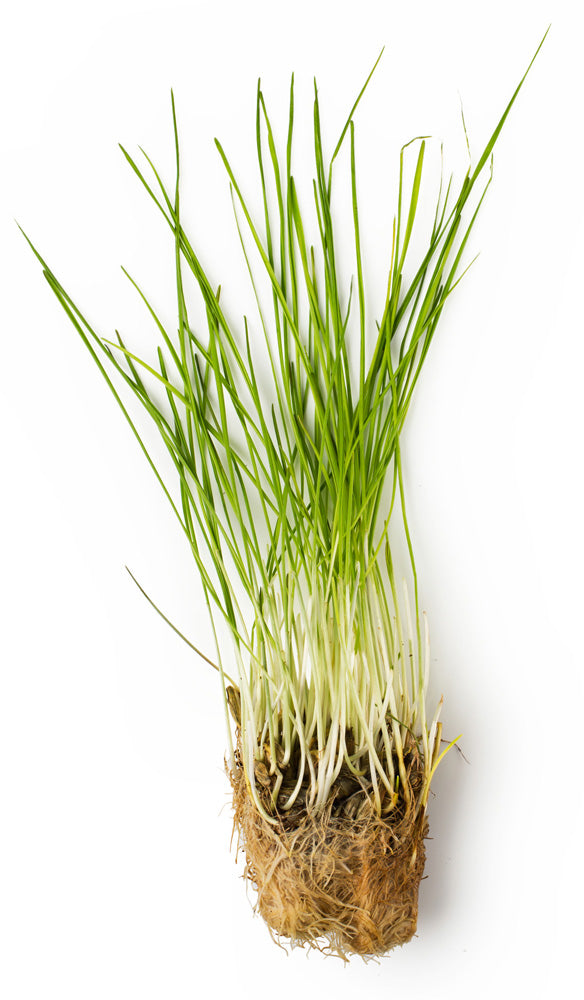 Fresh Wheatgrass Infusion Fresh Wheatgrass Infusion