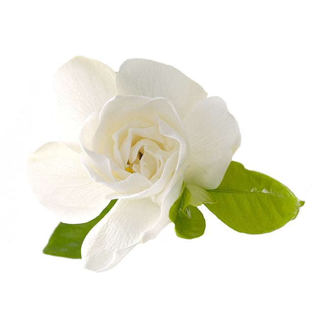 Gardenia Extract Gardenia Extract