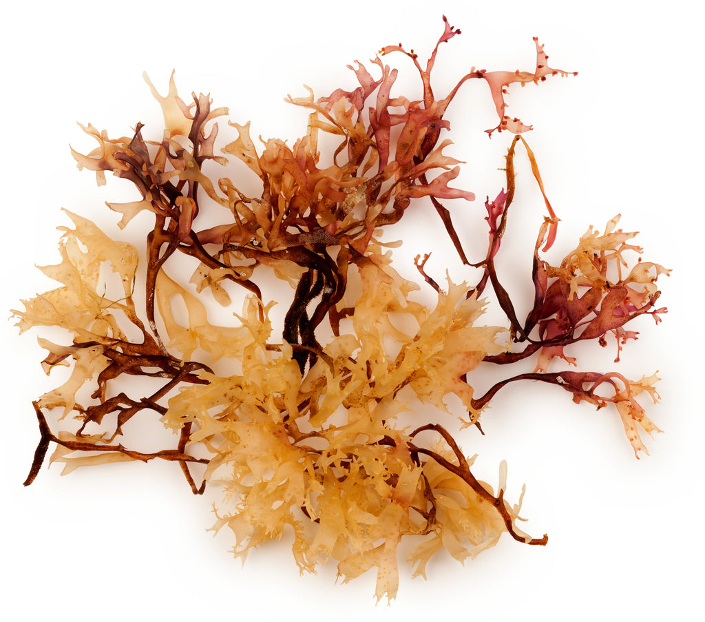 Irish Moss Powder Irish Moss Powder