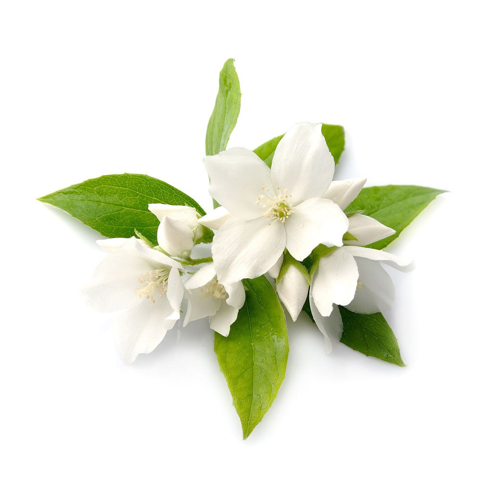 Jasmine Absolute Jasmine Absolute
