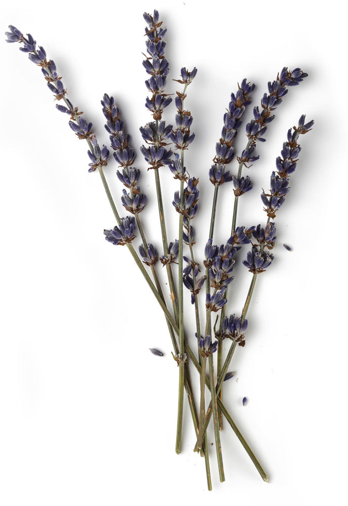 Lavender Flower Infusion Lavender Flower Infusion