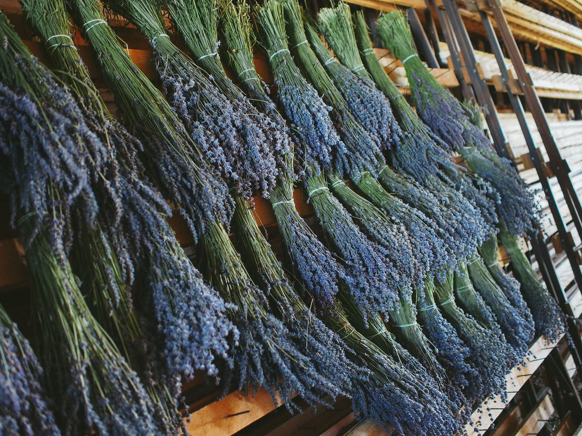 Why does lavender make you sleepy a lowdown Lush Fresh Handmade