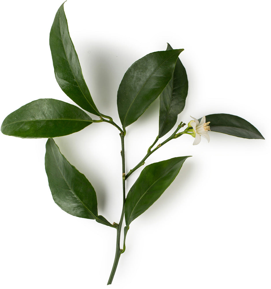 Neroli Oil Neroli Oil