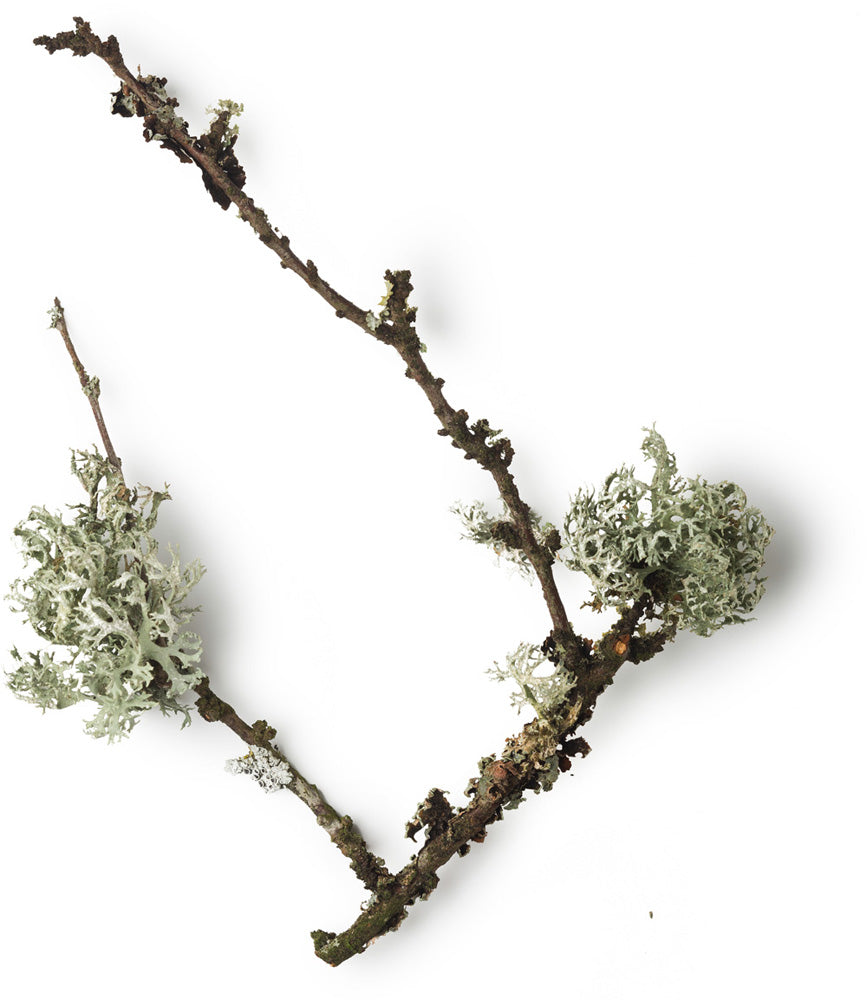 Oakmoss Extract Oakmoss Extract