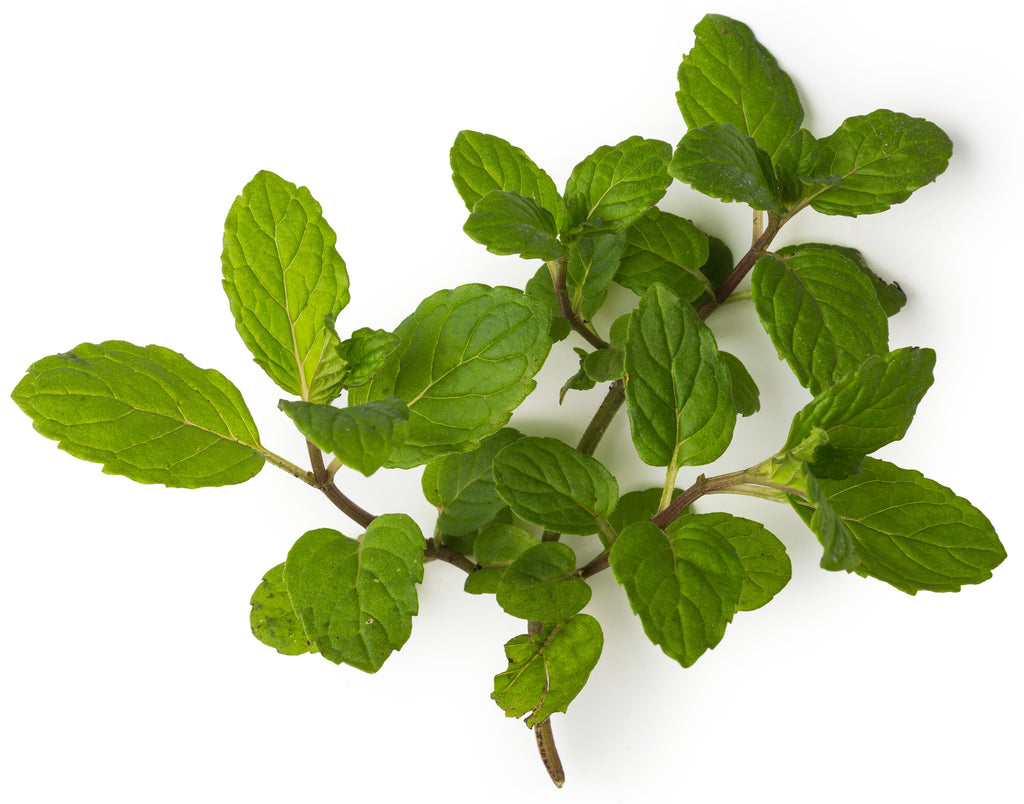 Peppermint Oil Peppermint Oil