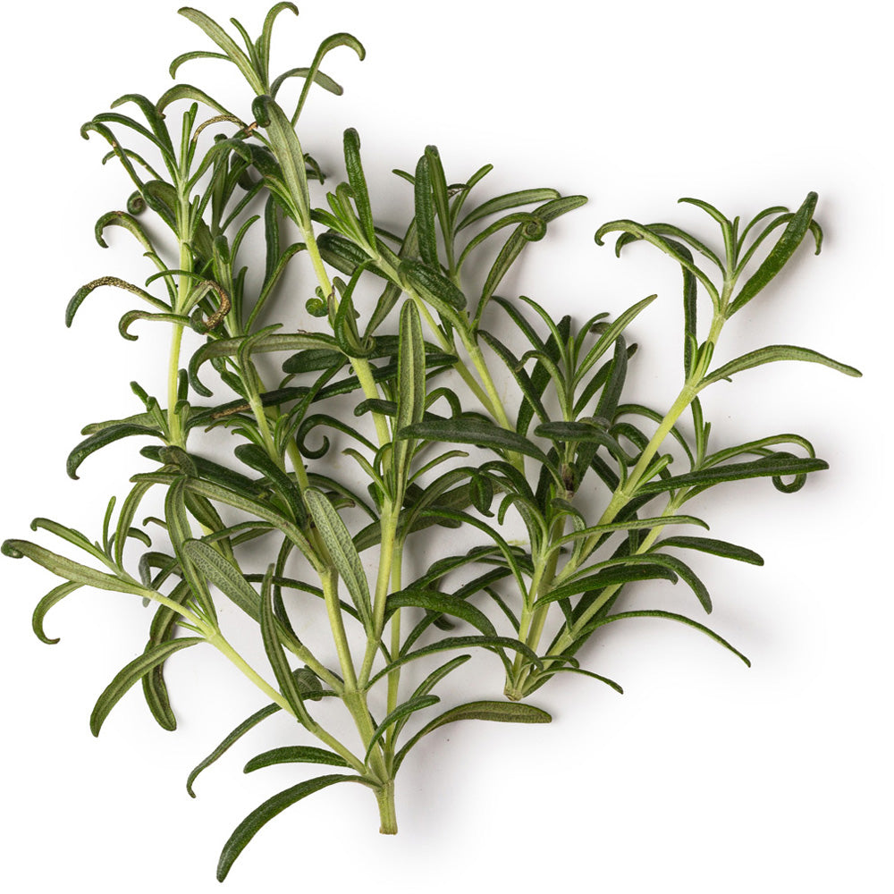 Rosemary Oil Rosemary Oil
