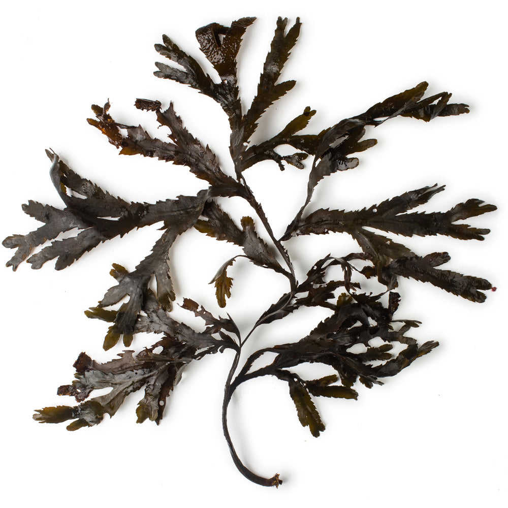 Seaweed Absolute Seaweed Absolute