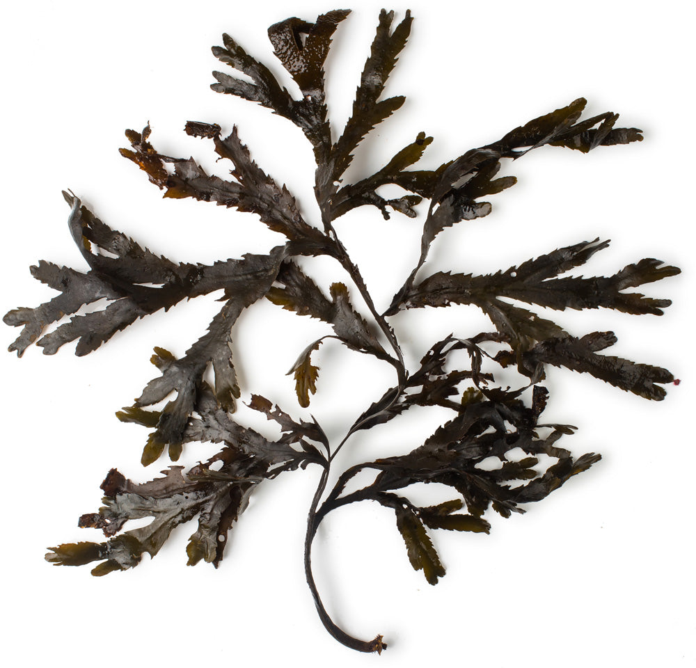 Toothed Wrack Seaweed Toothed Wrack Seaweed