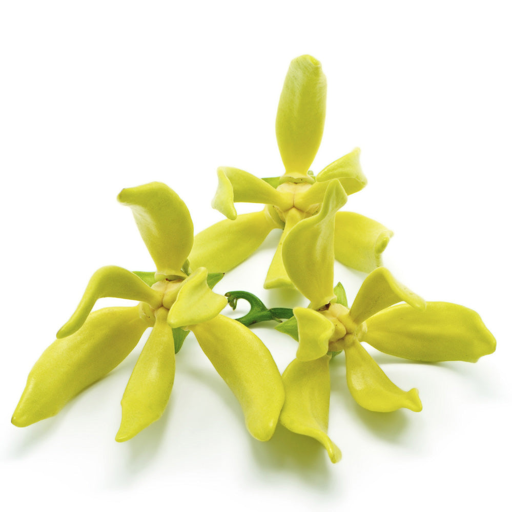 Ylang Ylang Oil Ylang Ylang Oil