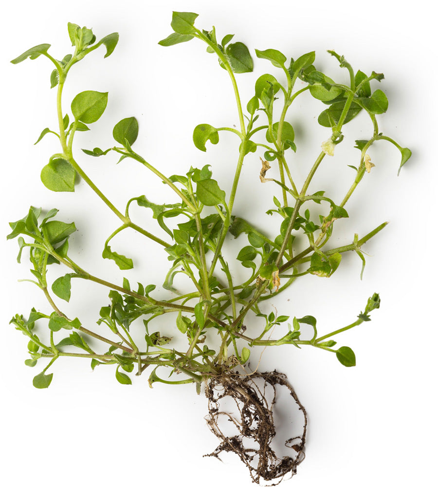 Chickweed; Chamomile and Marigold Petal Extract