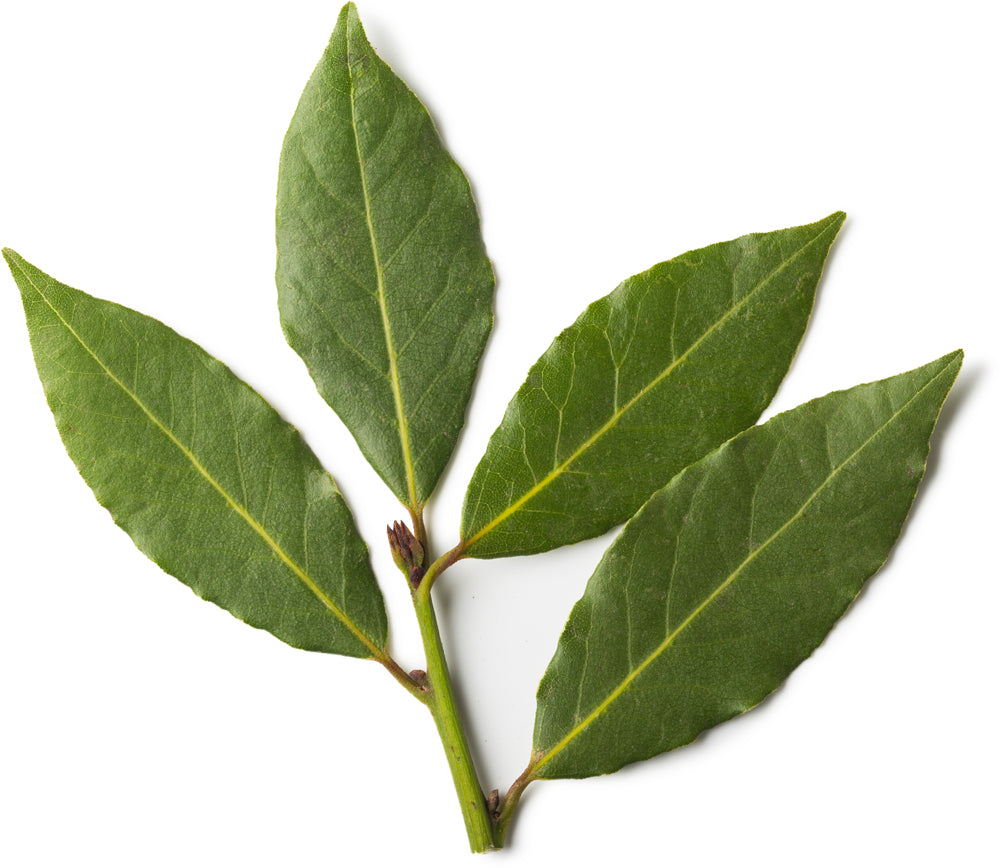 Fresh Bay Leaf Infusion