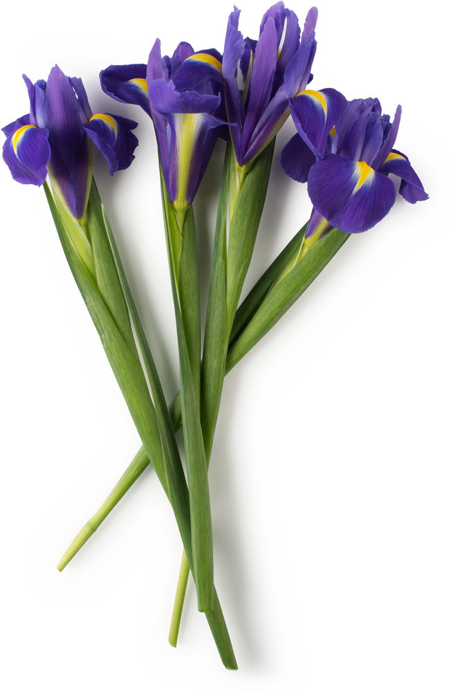 Iris Flower Infusion