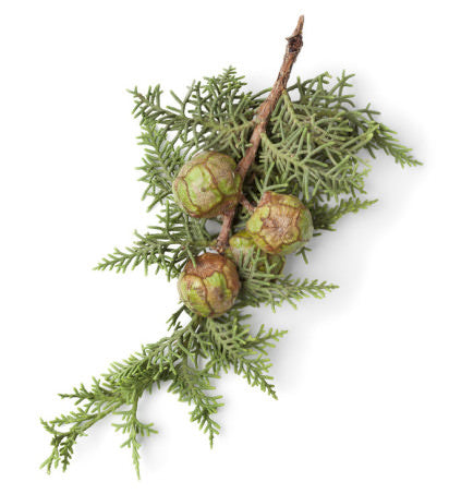 Pine Needles and Cypress Leaf Infusion