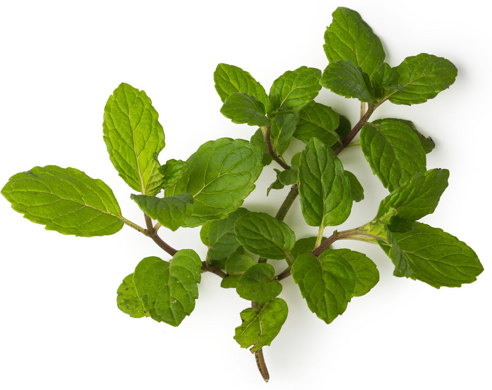 English Peppermint Oil