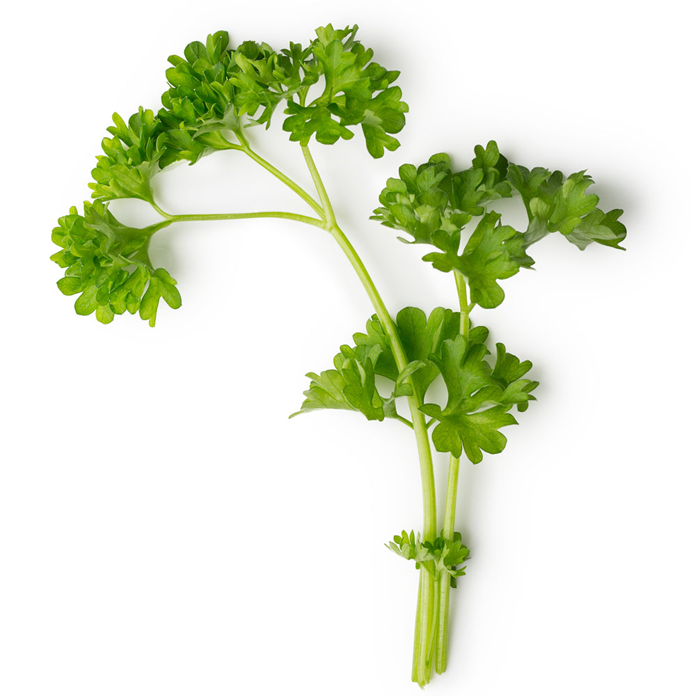 Fresh Parsley Sprig