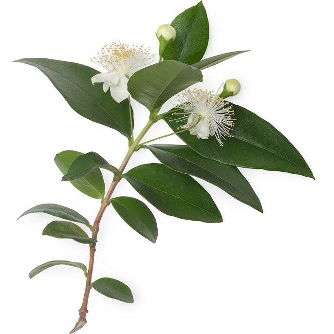 Lemon Myrtle oil