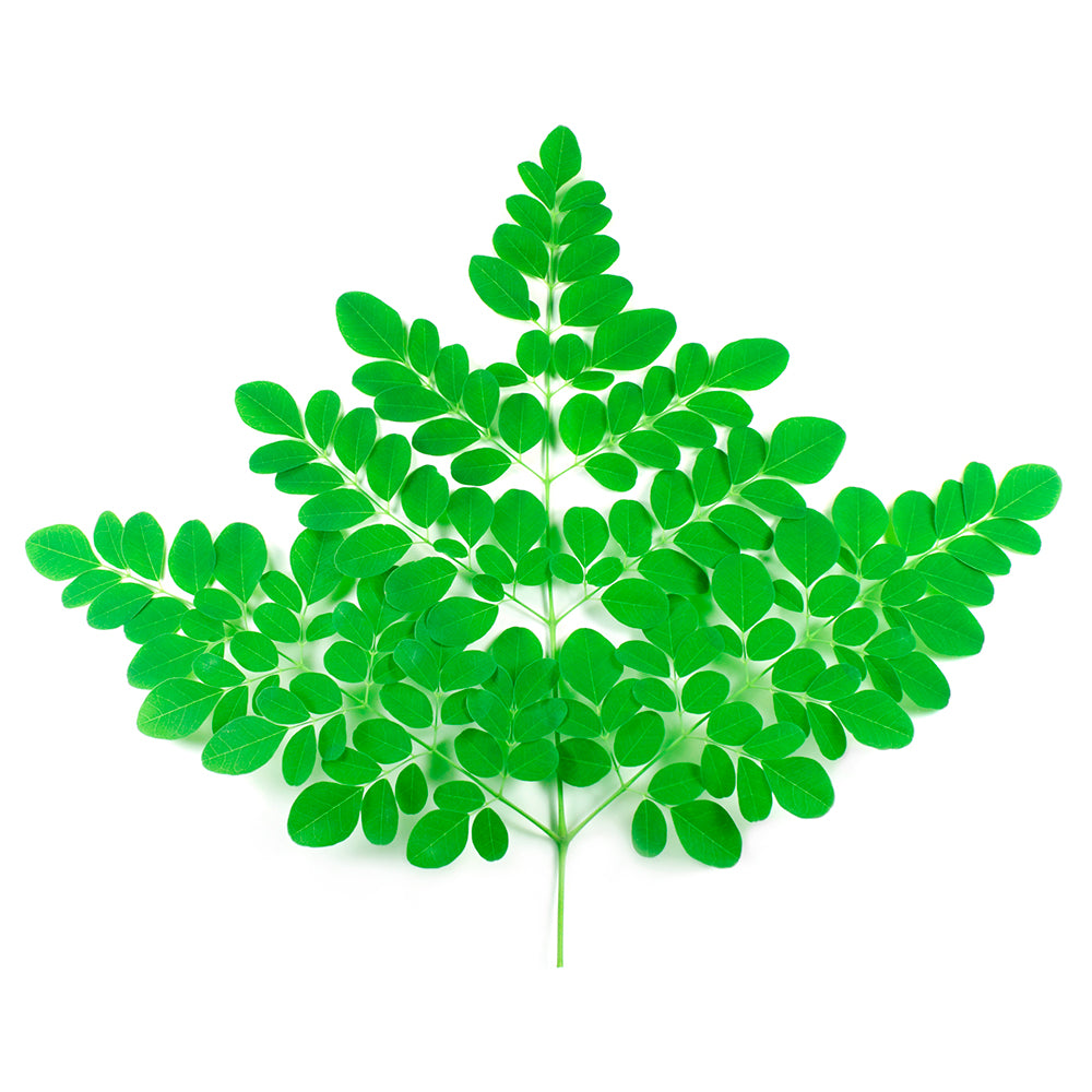 Moringa Leaf Infusion