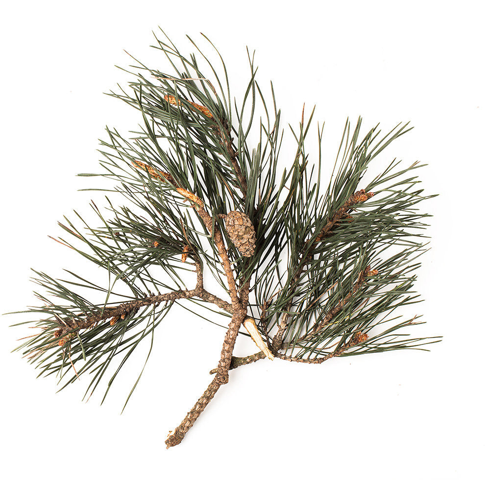 Pine Needle Absolute