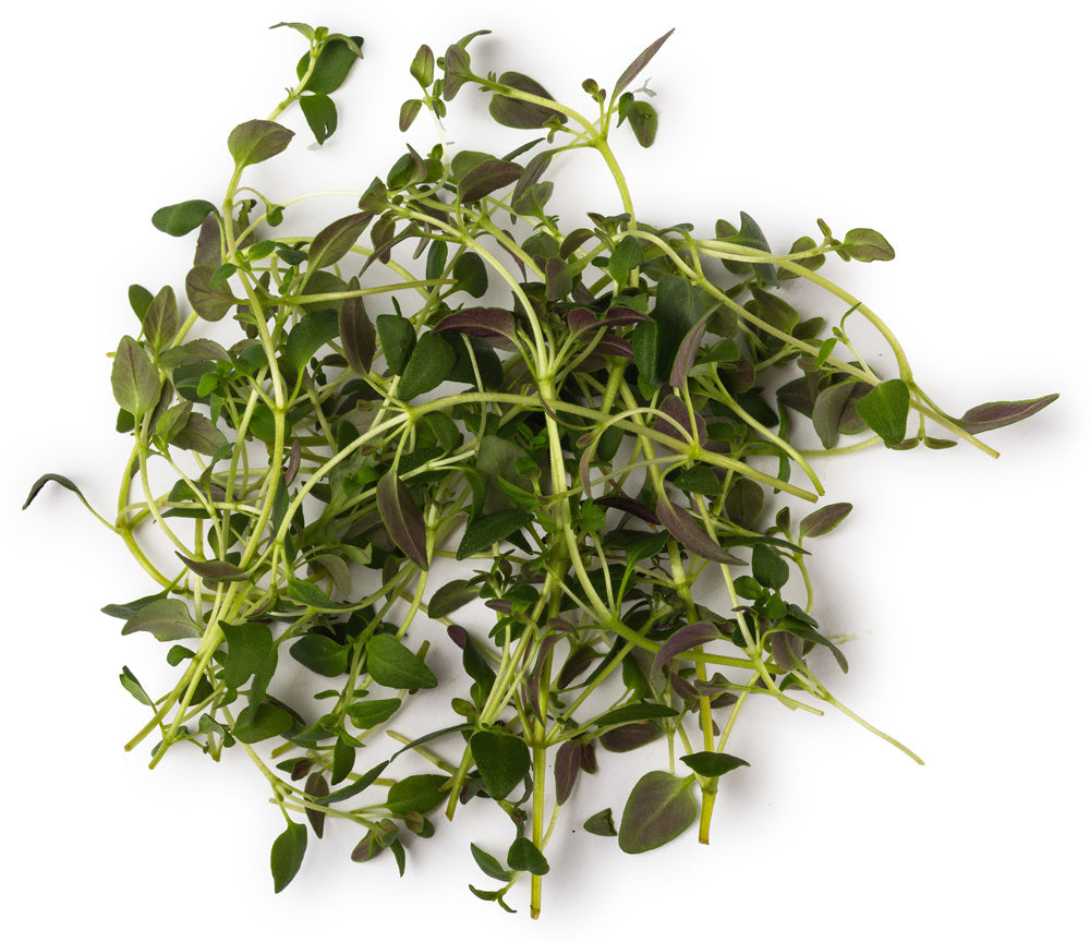 Thyme; Rosemary and Tea Tree Infusion