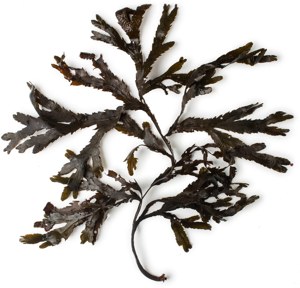 Toothed Wrack Seaweed Infusion