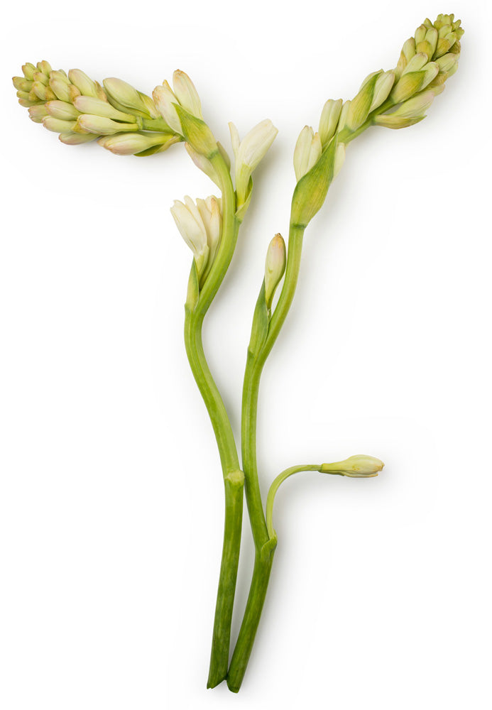 Tuberose Absolute